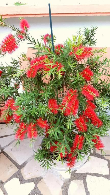 Апартаменты Apartments Okuka Тиват