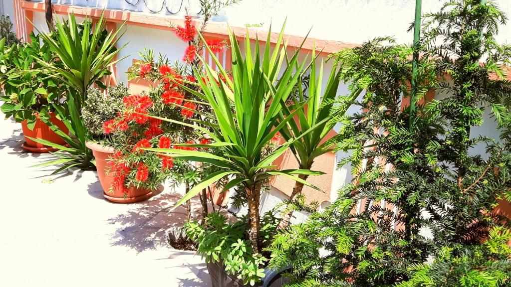 Апартаменты Apartments Okuka Тиват