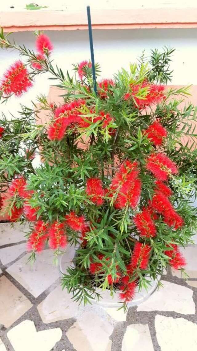 Апартаменты Apartments Okuka Тиват-57